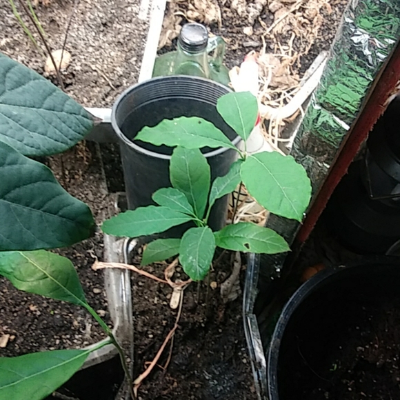 Avocado - Picture 8 of 8